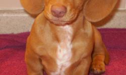 Miniature Dachshund- Male 3 months old He is a Chocolate Base Red Dachshund. He is for sale and he is up to date with his shots and is a good boy. He is very loyal and lovable and full of energy. He loves kids and other dogs. He is a sweet heart and loves