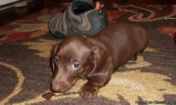 Miniature AKC Dachshund puppies, shots and wormed...please call or text for more info