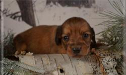 We are a breeder of Miniature Dachshunds. We breed long haired and smooths. We are taking reservations now on upcoming litters. All Puppies go home with their first shots, a vet check, our guarantee and a puppy pack to get them off to a good start in