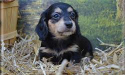 We are a breeder of Miniature Dachshunds. We breed long haired and smooths. We are taking reservations now on upcoming litters. All Puppies go home with their first shots, a vet check, our guarantee and a puppy pack to get them off to a good start in