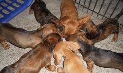 Miniature purebred Dachshund puppies for sale. The puppies are ready to go to their "forever" homes. They have had their 1st & 2nd permanent shots & up to date on their wormings. They have tons of personality & never ending energy. I have 2 males left,