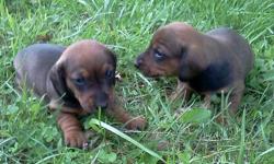 We have 2 mini-dachshund puppies for sale. One male and one female. Both red. Mom and dad are family pets.