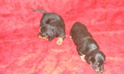Miniature dachshund puppies, 2 black & tan/cream females and 1 black & tan/cream male, all long haired, will have first set of &nbsp;shots & be dewormed before going to their new homes. &nbsp;Will be ready to go 12/8/12. &nbsp;Will hold til Christmas with