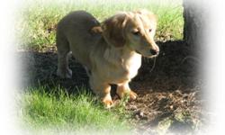 Miniature Dachshund Puppies Price 200 00 For Sale In Waynesboro Georgia Best Pets Online