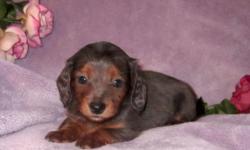 We have one darling Miniature Dachshund puppy available. She is a gorgeous Blue Dapple. She will be 8 weeks old Dec. 16. Excellent health background, will be small. Precious disposition. We are selling her as a companion only to an excellent home, 450 no