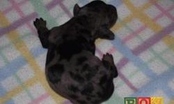 ACA registered silver dapple miniature dachshund puppies 4 sale for 300.00, 1 female & 1 male are available. Accepting deposits of 150.00, they will be ready for new homes on 1/2/13.