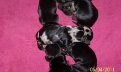 3 male and 1 female
Long haired and short haired
will be ready June 21,2011
one male dapple (silver/black)
one dapple female (silver/black)
2 males are black/tan
If anyone is interested please call me @501-317-7296
Please leave message if I can't answer.