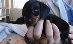 ADORABLE miniature dachsund,female, CKC registered black with brown chest,eyebrows and legs. she is TINY