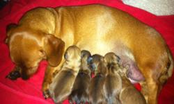 My red female miniature dachsund delivered litter of 5 on 1/23/2011. Three males (1 long hari) & 2 females. Both moth and father are short haired reds, with both of their mothers are long haired reds.
I still have one long haired female from last litter,
