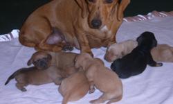non papered non registered miniature daschund puppies
females $350
2 red tan
2 red brown
males $250
1 red tan
1 black
ready to go Nov. 2nd