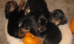 1 short hair black and cream female "Cream Puff" $350
1 short hair black and tan male "Lil Buddy" $300
2 long hair black and tan females "Shadow" $300 and "Jenica" $350
All AKC but sold as pets without papers. You can see their pics at