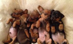 We have beautiful boutique babies for sale!! Miniature Dauchsund Miniature Pinscher mix. Born 10/13/12
going to be small, mom is 7 LBS dad is 15LBS. Mainly Reds but have 1 Black female who is the runt and will be $400.
3 males 2 females. Mom and Dad are