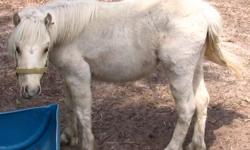 miniature horse mare, 16 months old. halter trained. needs a good home. call (386) 235-4390