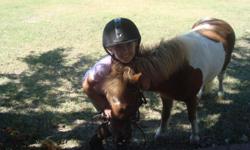 I have three minature horses broke to cart and ride. One black mare 23 inches tall. One gelding 25 inches tall and one grey stallion 21 inches tall. See Moseby the stalllion on line on equine now.com. I need the room for full size horses for our summer