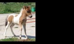 We have all double and single registered ages & sizes for sale.&nbsp; Bred mares, babies, breeding stallions, show prospects, riding and driving horses for sale.&nbsp; Firecracker is a double registered 27" proven breeding stallion that throws tiny,