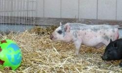 www.kimskreaturekomforts.com Breeding "a Chic Li'l Pig"
For sale is a beautiful spotted Miniature Juliana breeding boar pig. He stands 10? tall to his highest point and 18? long from nose to tail. He weights 20# and is an intact male for breeding. His