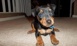 Male minpin puppy aka "Cooper" was whelped 10/24/12 and will be ready for his new home soon. He had his first puppy shot and deworming and will be up to date on his vaccinations. His tail is docked and he is being raised in our home with our 4 young