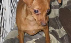 Yes M and M is a sweet adorable red minpin. SHe is 15 wks old, and has all of her puppy shots. She comes with a health guarantee and puppy pack of goodies. We are working on home breaking. She is a snuggle bug for sure. She is great with other dogs and