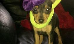 miniature pinscher puppies 8 weeks old 1 female dueclaws removed tails doct 1st set of shots 360 649 2760 Jennifer
Sweetjenieah@gmail.com
