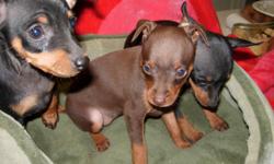 AKC vet checked, 1st shots,tails and dew claws males females, $350 937-698-9203