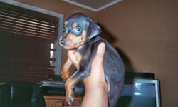 Hello, I have 7 black/tan miniature pinscher pups up for adoption. I have 3 girls and 4 boys. These are pure bred miniature pinscher and mother and father both live on site. If interested, please feel free to contact me at (206) 792-6143, or