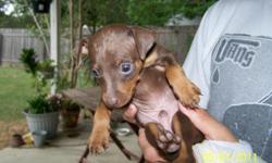 Two male, Two female Min Pin puppies. Three are rust, one Black and Tan. 9 weeks old.