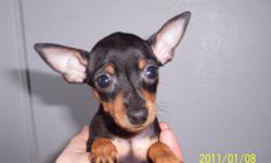 I have 3 AKC male Min Pin pups 8 weeks. 1 chocolate and rust, 2 black and rust. Dew claws removed, tails docked, 1st set of shots, wormed and kennel trained. $325.00. All parents on premises. I am not a breeder, these are my pets. Call M. Scott @