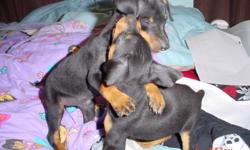 WWKC REGISTERED, MINIATURE PINSCHER PUPPIES. PURE BRED PUPPIES, TAIL DOCKED AND DEW-CLAWED. ALL SHOTS UP TO DATE. LOVING HOME REQUIRED FOR THIS LITTLE ONCE, GREAT WITH KIDS AND VERY PLAYFUL. PARENTS ON SITE ((((HURRY THEY WILL GO QUICK))))