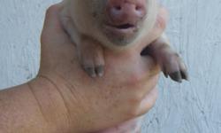 I have Miniature Potbelly Piglets. I have 4 females and 5 males. I have 2 pink males and the rest are black and black and white. They are 6 wks. old on Sept. 16.