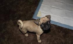 Rack is a 7 month old Miniature Pug and is the happiest dog in the world. Needs room to play and someone to love him.