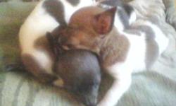 Two Male Miniature Rat Terrier Puppies. Both are Blue and white. One was born with natural bobtail(did not doc the other). Parents are both full blooded miniature rat terriers weighing less than 8lbs. These will be small dogs. Very Loving and Sweet, Great