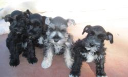 Miniature schnauzers for sale. One male and three females for sale. Asking $350 for the male, and $250-$300 for females. They are eight weeks old, and have had two rounds of shots, and haircuts. Call Lyn at 912.354.7521 or Steven at 912.354.7521 if