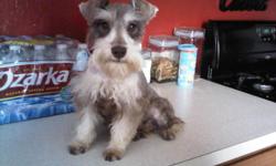 4 month old pure breed miniature schnauzer. - silver and white