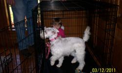 1 year old female white Miniature Schnauzer with 1 3-week old male puppy. Will NOT separate. Full blood, but no papers. Marshall, TX
