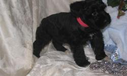 Miniature chnauzer Puppies AKC reg, BLACK , wonderful pets and companions, great dogs for children and adults , ( one year genetic health guarantee ) check out website for additional info www.ssmithkennels.com and pictures,