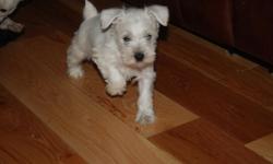 LILY IS A WHITE MINIATURE SCHANUZER, BORN ON THANKSGIVING DAY 11/25/10. HER DAD IS BOTH AKC AND CKC REGISTERED, MOM IS CKC REGISTERED. LILY WILL COME WITH FULL CKC REGISTRATION. SHE ALSO COMES WITH A 1 YEAR HEALTH GUARANTEE AND BE UTD ON SHOTS AND