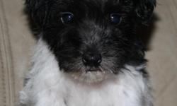 BELL IS A BEAUTIFUL BLACK AND WHITE PARTI FEMALE. SHE WILL BE SMALL, SHOULD BE UNDER 10LBS. BIRTHDAY 10/17/12. SHE WILL COME WITH A 1 YEAR HEALTH GUARANTEE AND IS UTD WITH SHOTS AND DEWORMING. SHIPPING AVAILABLE FOR AN ADDITIONAL $350.
