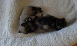 Miniature Schnauzer puppies one female. Puppies will be ready October . Already went to Vets. for Dock Tail/Remove Dewclaws. Shots will be up to date and de-wormed ever two weeks. Dam and Sire on site Dam is AKC and CKC the Sire is CKC. Dam is Salt &