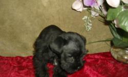 black, he has his shots and worming up to date and is doing good with potty training reg. call 931-503-2222 or e-mail