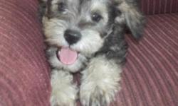 AKC Miniature Schnauzer puppy. Only one black female left. Raised in my home and paper trained. Schnazuer breeder for over 10 years. Excellent health and temperament. Vaccinations and wormings are up-to-date. Dew claws removed and tails docked. Ears are