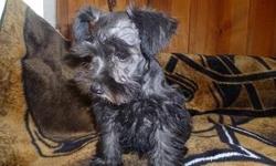 I have four CKC registered Male Miniature Schnauzer Puppies for sale. They are all a beautiful solid black. I am asking $300 each. THey are wormed, UTD on shots, Groomed, and their tails have been docked. Please call me at 318-787-8678 , email me at