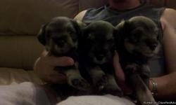 AKC, Salt and Pepper, Ready for their new homes 8/20/11. Born July7, 2011. Tails docked, first shots, dew claws removed.
