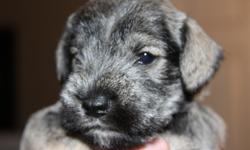 CKC REGISTERED MINIATURE SCHNAUZER PUPPIES FOR SALE READY TO GO MARCH 17TH 2011. TWO SOLID BLACK MALES ONE SALT/PEPPER MALE. PARENTS ONSITE. COME WITH FIRST SHOTS, WORMINGS, COLLAR, LEASH, TOY, BLANKET, DOGFOOD, TREAT BAG, CKC PAPERS, COPIES OF PARENTS