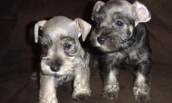 We have one male miniature schnauzer puppy left. He is 7 weeks old and very cute. CKC registered. Has had tail docked, has been wormed, and has had first round of shots. Salt and pepper colored. Contact if interested or for more information.