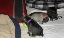 Miniature Schnauzer puppies born 1-1-11 five total, one male and four females. Puppies will be ready end February great Valentine present. Already went to Vets. for Dock Tail/Remove Dewclaws. Updated with there first shot and de-wormed ever two weeks. Dam