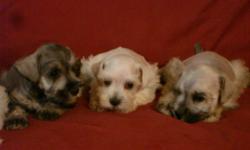 CKC Miniature Schnauzers, Born May 24, to 2011. Colors available are white, silver or salt & pepper. Tails docked, ears cropped & first haircut. Current on vacinations and worming. Should weigh around 12 to 14 pounds when grown.