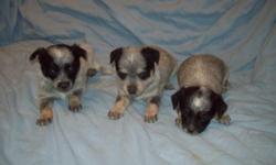 cell 541 280 1537 website http://rightwayranch.wordpress.com/ email rightwayranch@hotmail.com
we have miniature & toy size Heelers they are small versions of the regular size we have bred heelers since the 1960s our first minis came out of Australia in