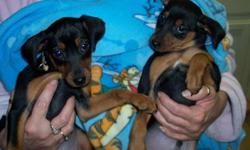 2 min pin puppys for sale from a litter of 6. these are pure bread puppy's 14 weeks old.. They are super sweet and loving.. We call them kissie babies because they are little love bugs... All black and Rust.. Have black and rust and Stag red blood lines.