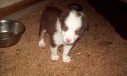 6weeks old shots and wormed by a vet merles have blue eyes and call for more info boy and girl puppie for sale 7 puppies .