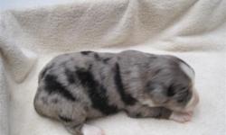 This litter was born on 2-11-11, have had tails and dew claws cut, will have first shots and wormer at 6 wks, and application for ASDR registry. Parents are blue merle 16" 20 lbs (dad), and black bi 17" 25 lbs (mom). We have blacks and blue merles. Call